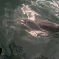 Bruinvis naast de boot
