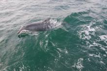 Flipper, Uisge Beatha, Zeilen, Watersport