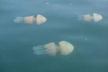 Bloemkoolkwallen, Uisge Beatha, Zeilen, Watersport Bloemkoolkwallen, Uisge Beatha, Zeilen, Watersport