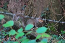 Eekhoorntje, Uisge Beatha, Zeilen, Watersport Eekhoorntje, Uisge Beatha, Zeilen, Watersport
