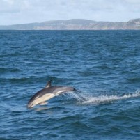 Dolfijnen op de route van Swansea naar Lundy