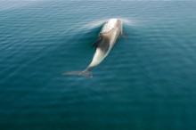 Flipper!!, Uisge Beatha, Zeilen, Watersport Flipper!!, Uisge Beatha, Zeilen, Watersport