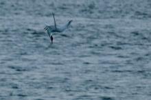 Duikvlucht Stern, Uisge Beatha, Zeilen, Watersport