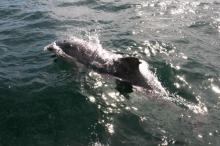 Snel, Uisge Beatha, Zeilen, Watersport