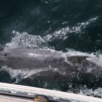 StVaast-GrandcampMaisy - 11