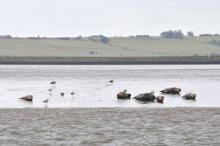 Zeehondjes, Uisge Beatha, Zeilen, Watersport Zeehondjes, Uisge Beatha, Zeilen, Watersport