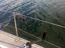 Spontane bezoeker, Uisge Beatha, Zeilen, Watersport Spontane bezoeker, Uisge Beatha, Zeilen, Watersport