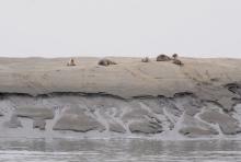 Zeehonden op de Westerschelde, Uisge Beatha, Zeilen, Watersport Zeehonden op de Westerschelde, Uisge Beatha, Zeilen, Watersport