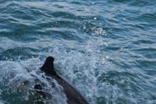 dolfijnen naast Uisge Beatha, Uisge Beatha, Zeilen, Watersport dolfijnen naast Uisge Beatha, Uisge Beatha, Zeilen, Watersport