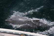 Aaibaar, Uisge Beatha, Zeilen, Watersport