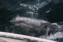 Ademen, Uisge Beatha, Zeilen, Watersport