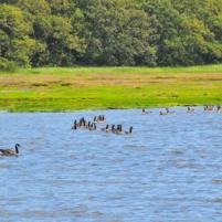 Cowes - Beaulieu River - 28