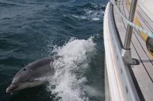Flipper, Uisge Beatha, Zeilen, Watersport