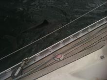 Heel dichtbij, Uisge Beatha, Zeilen, Watersport Heel dichtbij, Uisge Beatha, Zeilen, Watersport