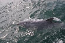 Vin stuk, Uisge Beatha, Zeilen, Watersport