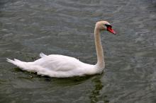 Hard werken, Uisge Beatha, Zeilen, Watersport