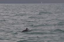 Nauw van Calais bruinvis, Uisge Beatha, Zeilen, Watersport Nauw van Calais bruinvis, Uisge Beatha, Zeilen, Watersport