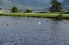 Hond op eendenjacht, Uisge Beatha, Zeilen, Watersport