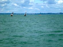 Triest, Uisge Beatha, Zeilen, Watersport Triest, Uisge Beatha, Zeilen, Watersport