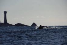 Shark's Fin, Uisge Beatha, Zeilen, Watersport Shark's Fin, Uisge Beatha, Zeilen, Watersport