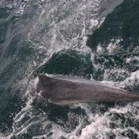 StVaast-GrandcampMaisy - 09