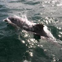 StVaast-GrandcampMaisy - 06