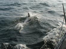 Dolfijnen!, Uisge Beatha, Zeilen, Watersport