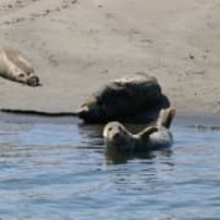 Zonnebadende zeehonden