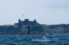 North Berwick, Uisge Beatha, Zeilen, Watersport North Berwick, Uisge Beatha, Zeilen, Watersport