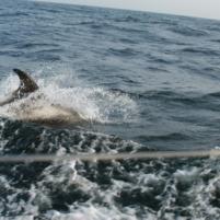 Herkingen-Ramsgate18