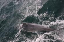 Beschadigd, Uisge Beatha, Zeilen, Watersport