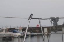 Nat en mistig, Uisge Beatha, Zeilen, Watersport Nat en mistig, Uisge Beatha, Zeilen, Watersport