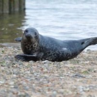 Dag verwaaid liggen in Wells-next-the-Sea