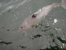 Bruinvis, Uisge Beatha, Zeilen, Watersport Bruinvis, Uisge Beatha, Zeilen, Watersport