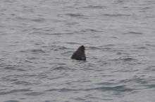 Zeehond??, Uisge Beatha, Zeilen, Watersport Zeehond??, Uisge Beatha, Zeilen, Watersport