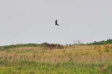 Buizerd, Uisge Beatha, Zeilen, Watersport Buizerd, Uisge Beatha, Zeilen, Watersport
