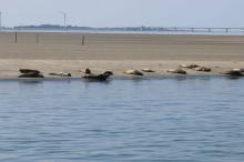 Zeehonden, Uisge Beatha, Zeilen, Watersport