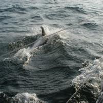 Herkingen-Ramsgate14