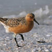 Calidris_canutus