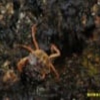 Solovlag weer in de achterstag