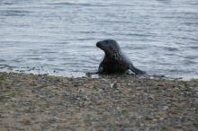 Nieuwsgierige zeehond, Uisge Beatha, Zeilen, Watersport