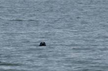 Nieuwsgierige zeehond, Uisge Beatha, Zeilen, Watersport Nieuwsgierige zeehond, Uisge Beatha, Zeilen, Watersport