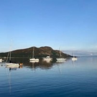 Dolfijnen van Lamlash blijven op afstand