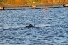 Intiem stel, Uisge Beatha, Zeilen, Watersport