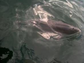 Bruinvis naast de boot Bruinvis naast de boot | Bruinvis, Grevelingen