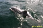 Dolfijn zwemt mee | Rondje Kanaal, Carentan, St Vaast-La-Hougue, Port De Grandcamp-Maisy, Dolfijn, Getij