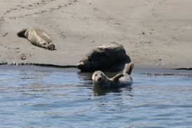 Zonnebadende zeehonden | Zeehonden, Oosterschelde, Wemeldinge, Zeilweek_aug17,