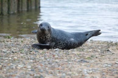 Dag verwaaid liggen in Wells-next-the-Sea | Rondje Engeland, Solozeilen, Wells-next-the-Sea, Noorzee, Grimsby, Whitby,