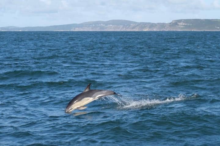 Dolfijnen op de route van Swansea naar Lundy | Rondje Engeland, Solozeilen, St. George Channel, Wales, Milford, Lundy, Swansea, Bristol Channel, Padstow,